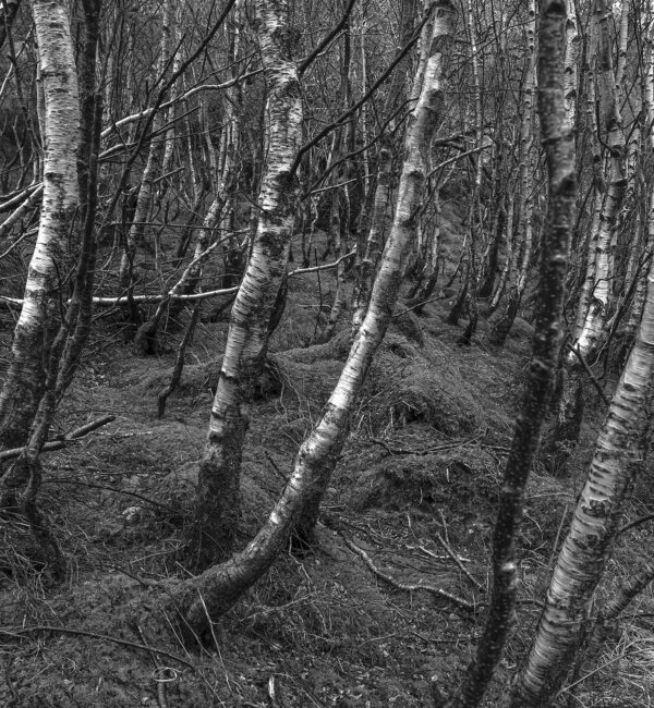 Strath 6